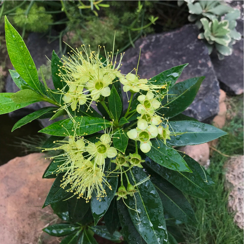  Metrosideros Excelsa Var. Aurea Plant