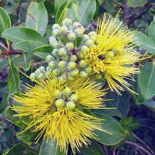 Metrosideros Excelsa Var. Aurea Plant