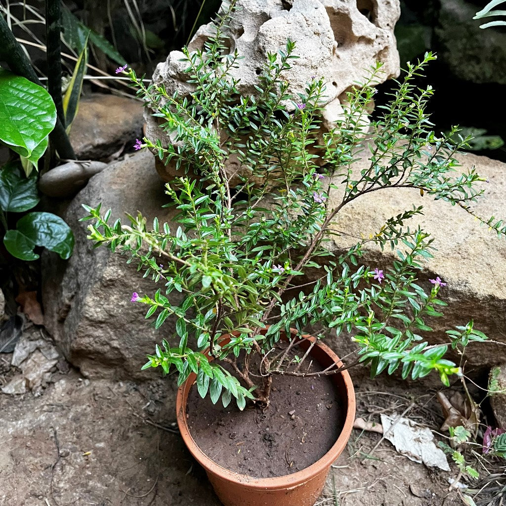  Mexican False Heather Purple Plant