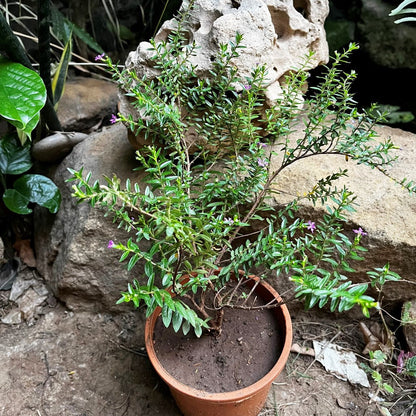 Mexican False Heather Purple Plant