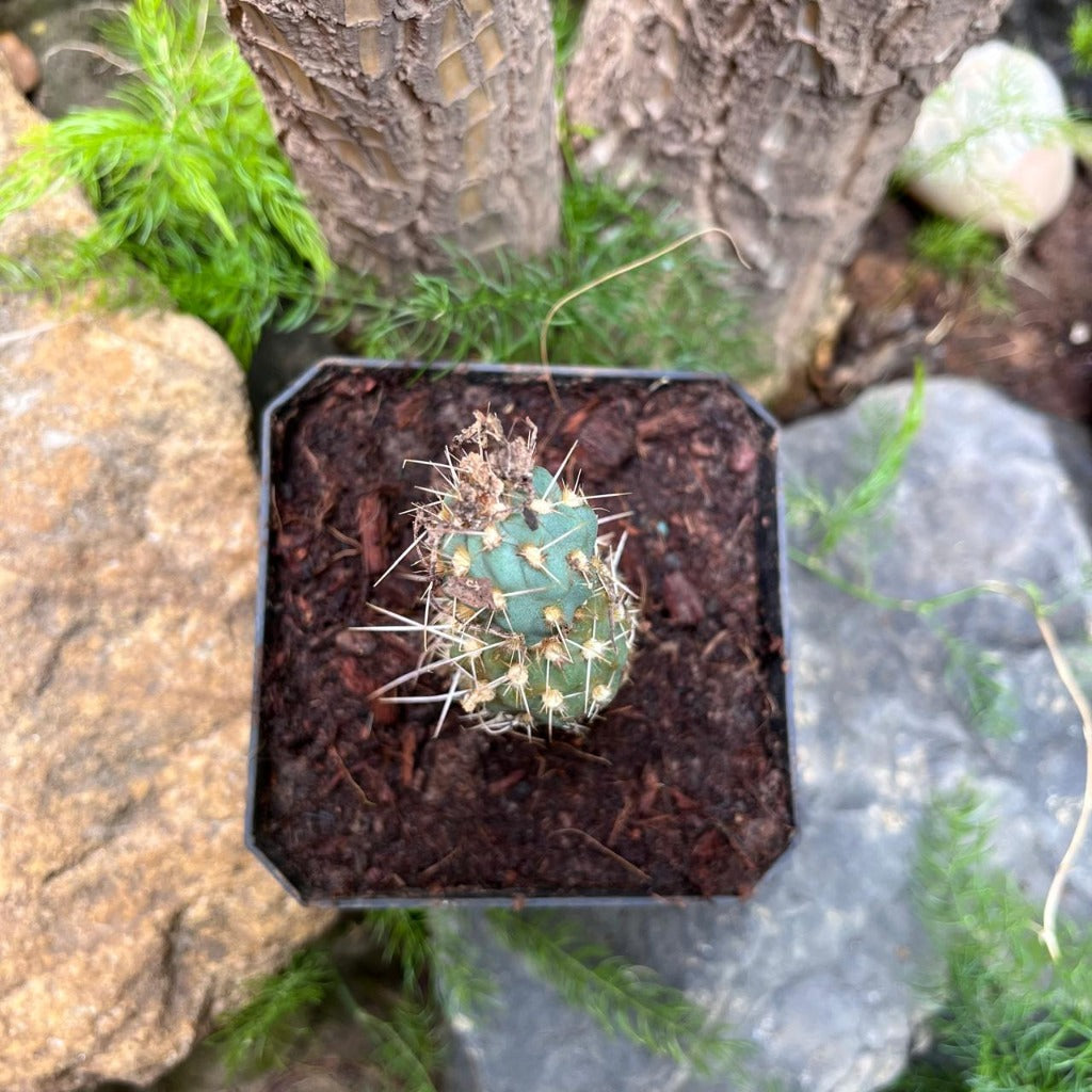  Miqueliopuntia Miquelii Cactus Plant