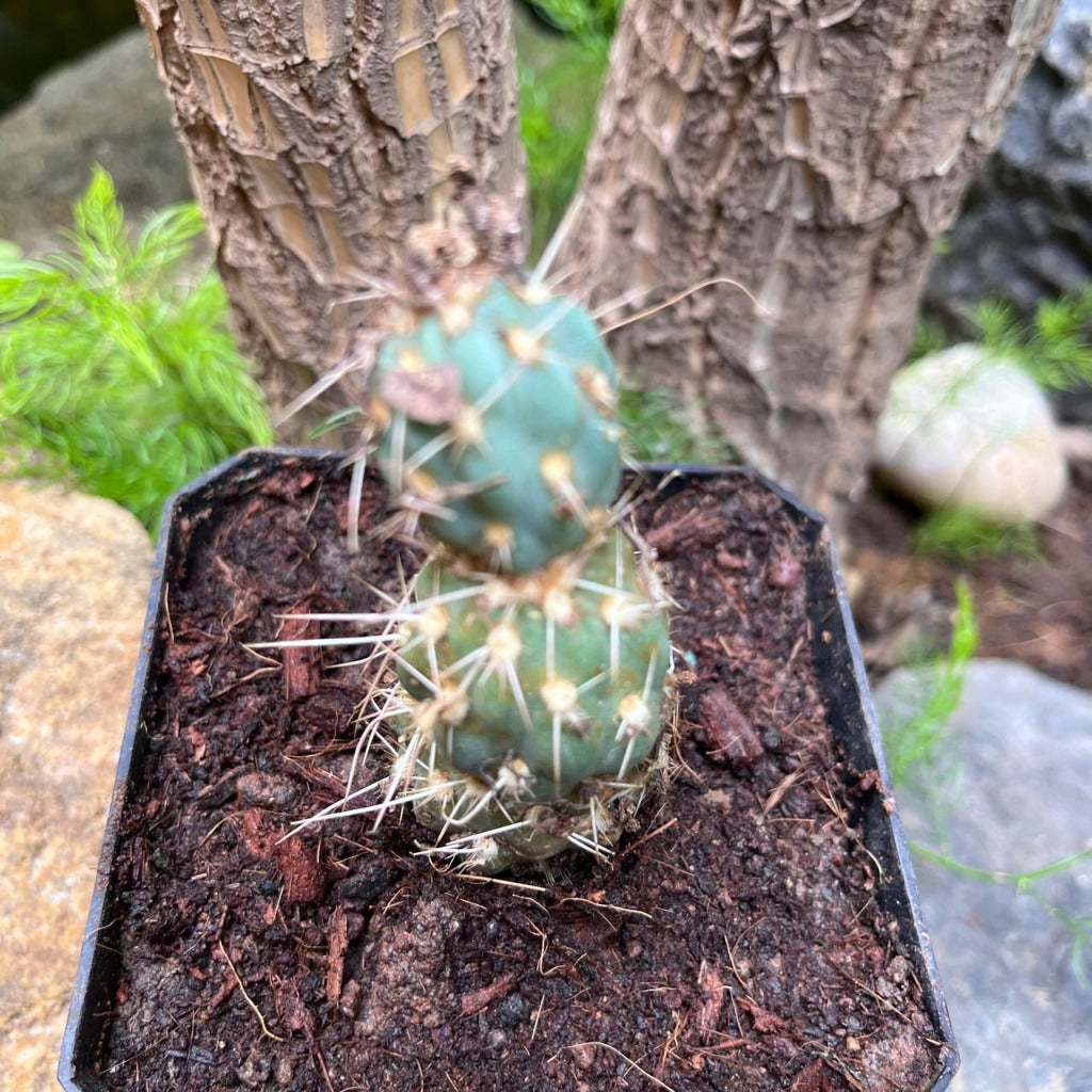  Miqueliopuntia Miquelii Cactus Plant