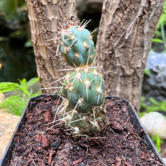  Miqueliopuntia Miquelii Cactus Plant