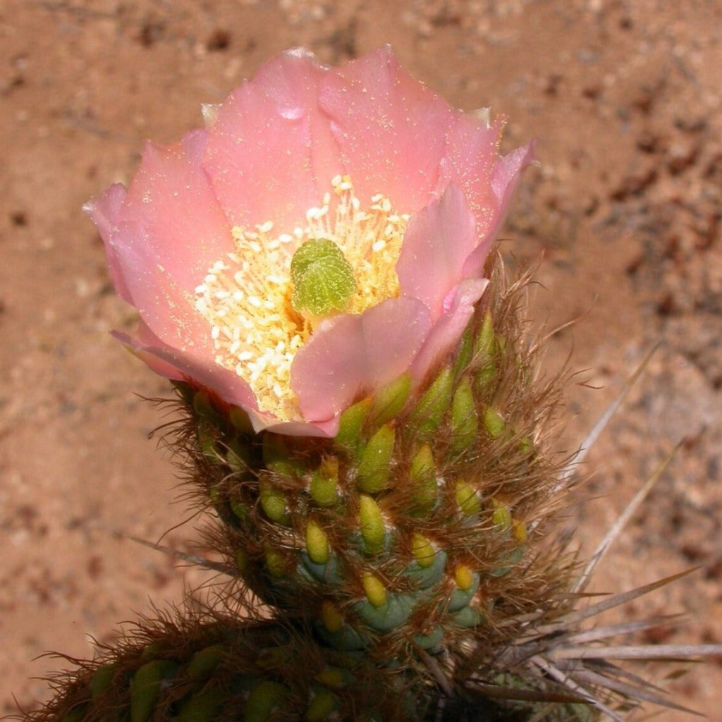  Miqueliopuntia Miquelii Cactus Plant