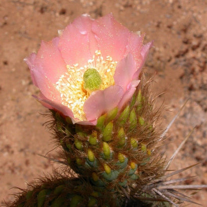  Miqueliopuntia Miquelii Cactus Plant
