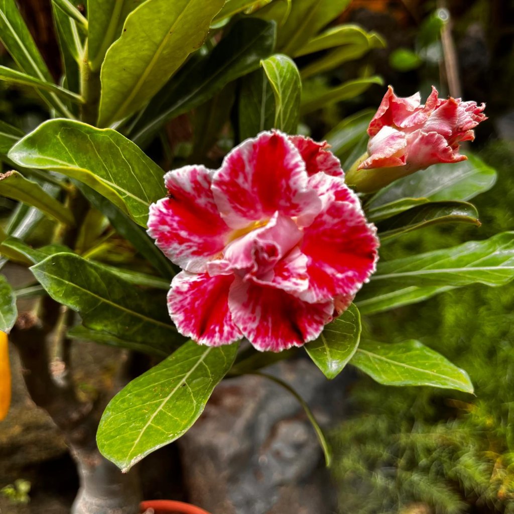  Miss Bangkok Adenium Plant