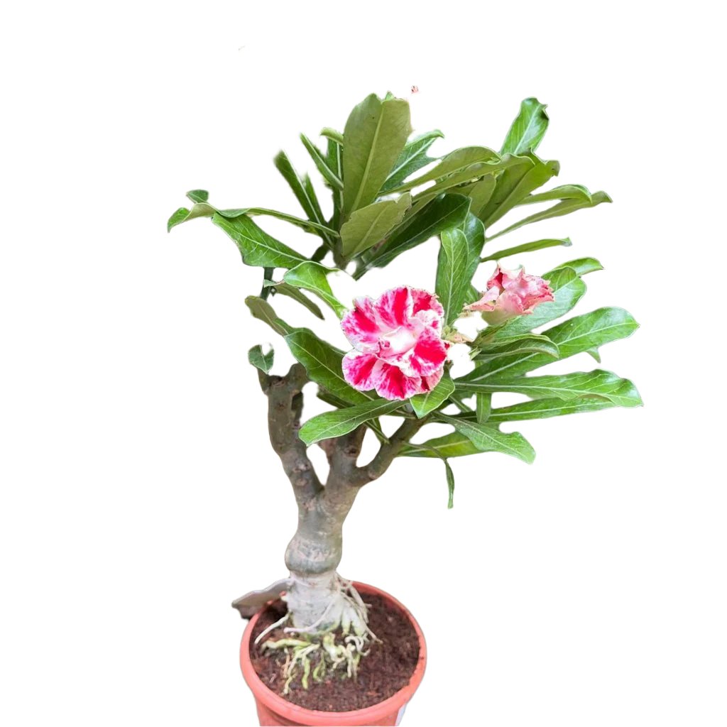  Miss Bangkok Adenium Plant