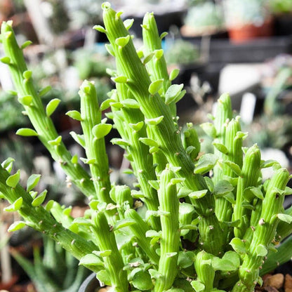  Monadenium Ellenbeckii Octopus Arms Succulent Plant