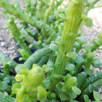  Monadenium Ellenbeckii Octopus Arms Succulent Plant
