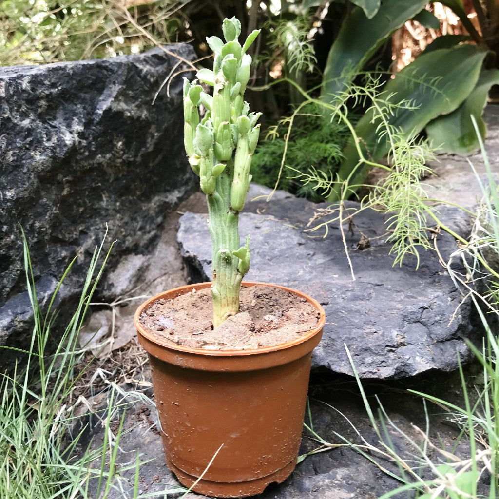  Monadenium Ellenbeckii Octopus Arms Succulent Plant