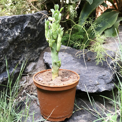  Monadenium Ellenbeckii Octopus Arms Succulent Plant