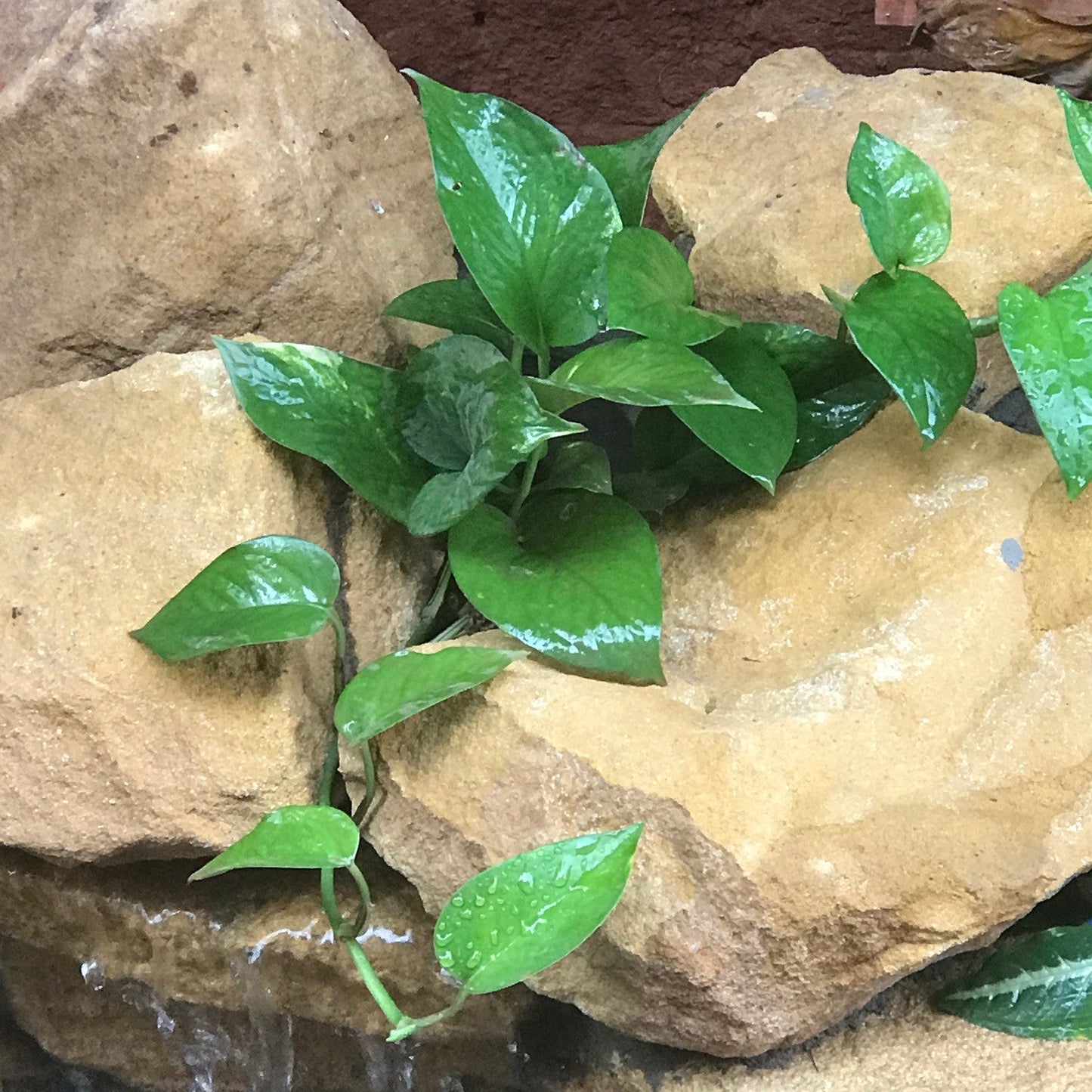  Pothos Green Queen Money Plant