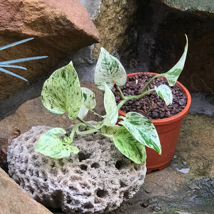  Pothos Marble Queen Money Plant