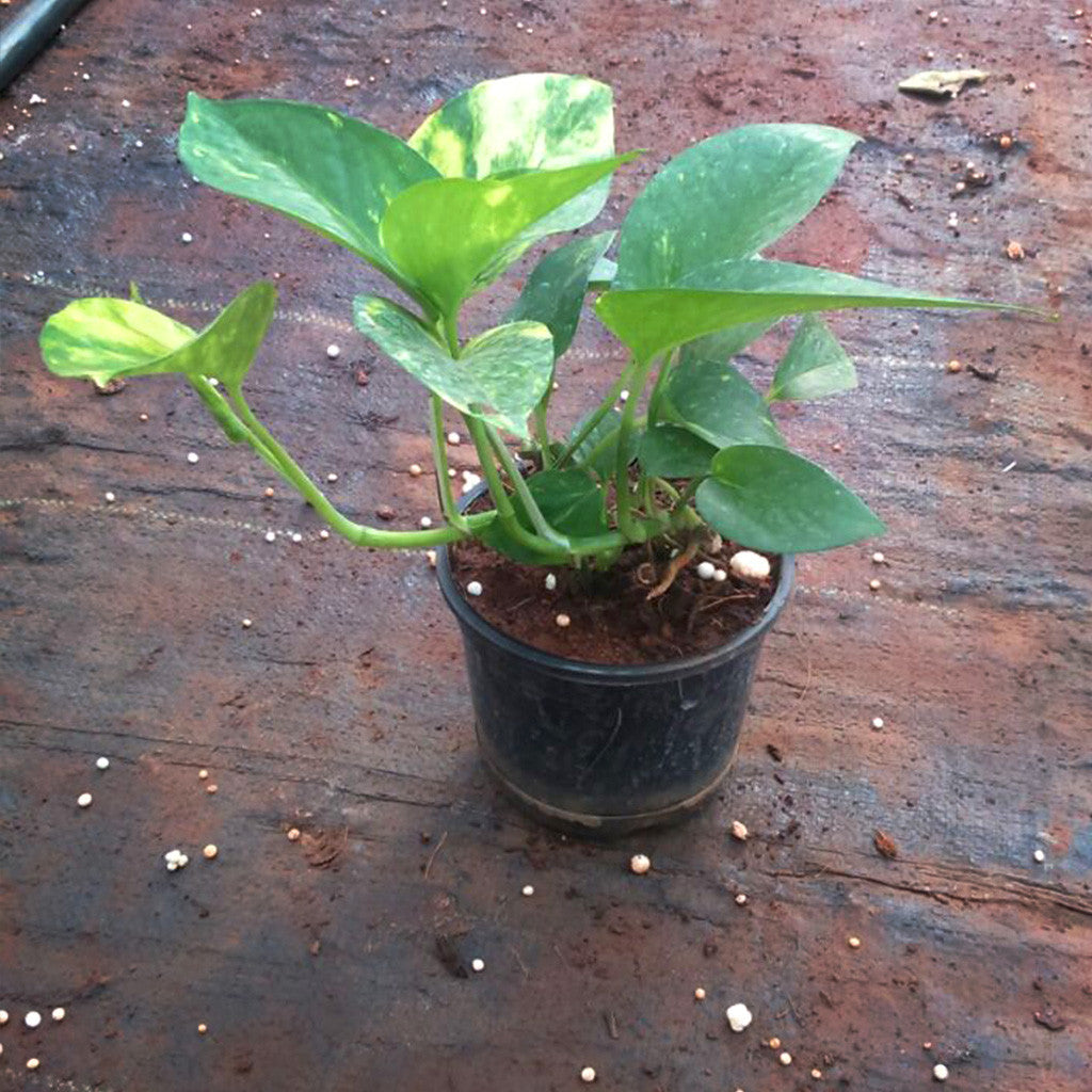  Pothos Golden Money Plant