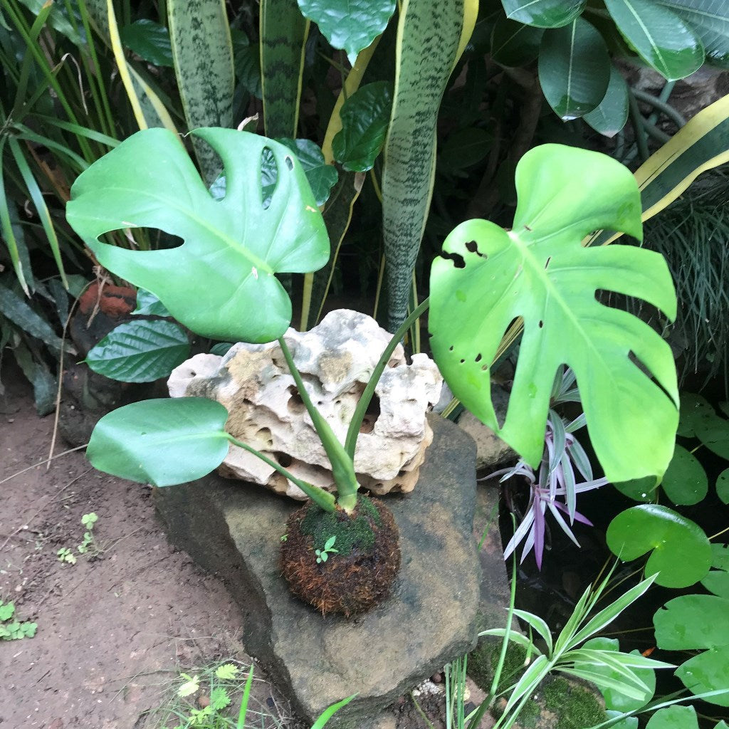  Kokedama Moss Ball Monstera Deliciosa Plant