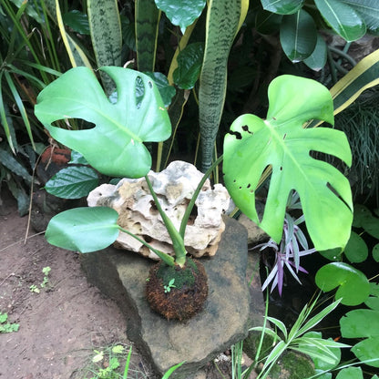  Kokedama Moss Ball Monstera Deliciosa Plant