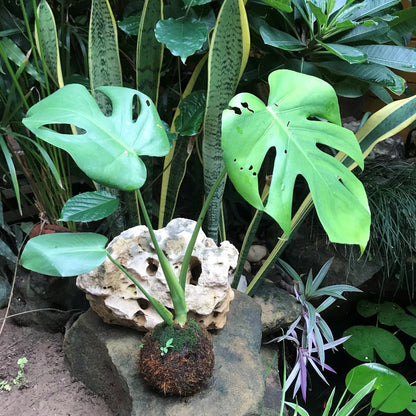  Kokedama Moss Ball Monstera Deliciosa Plant