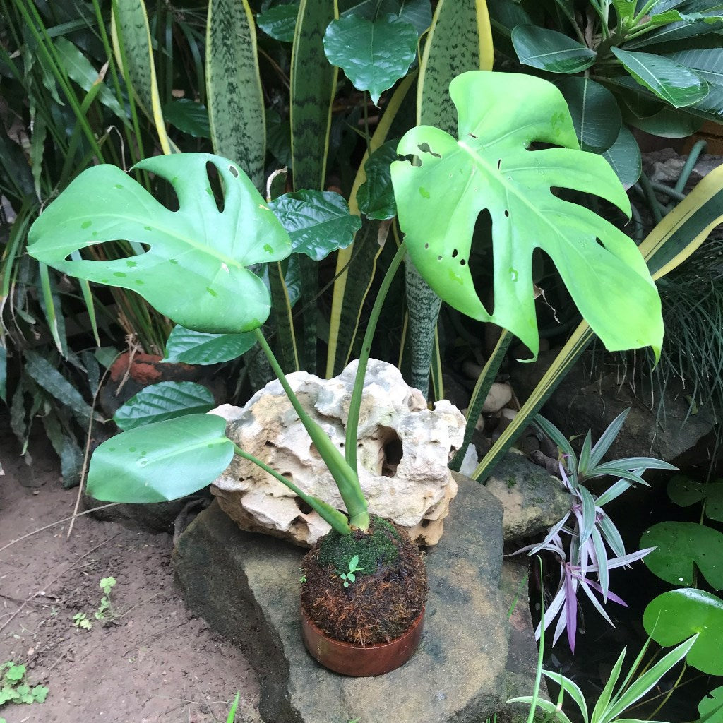  Kokedama Moss Ball Monstera Deliciosa Plant