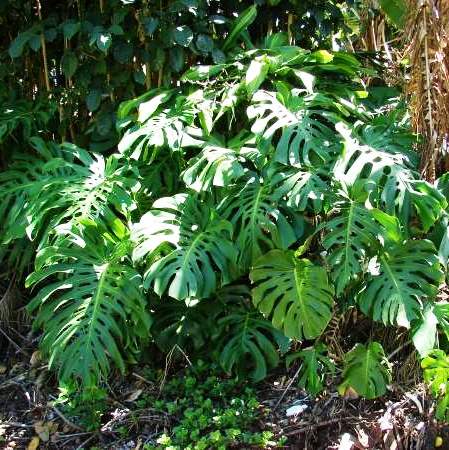 Monstera Deliciosa Plant