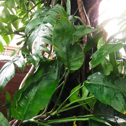  Epipremnum Pinnatum Plant