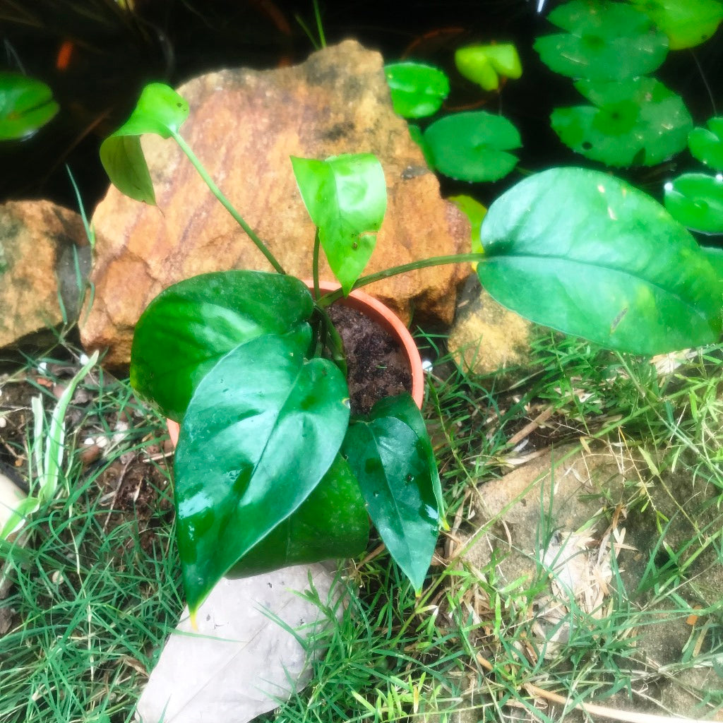  Epipremnum Pinnatum Plant