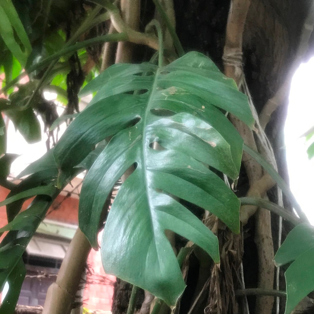  Epipremnum Pinnatum Plant