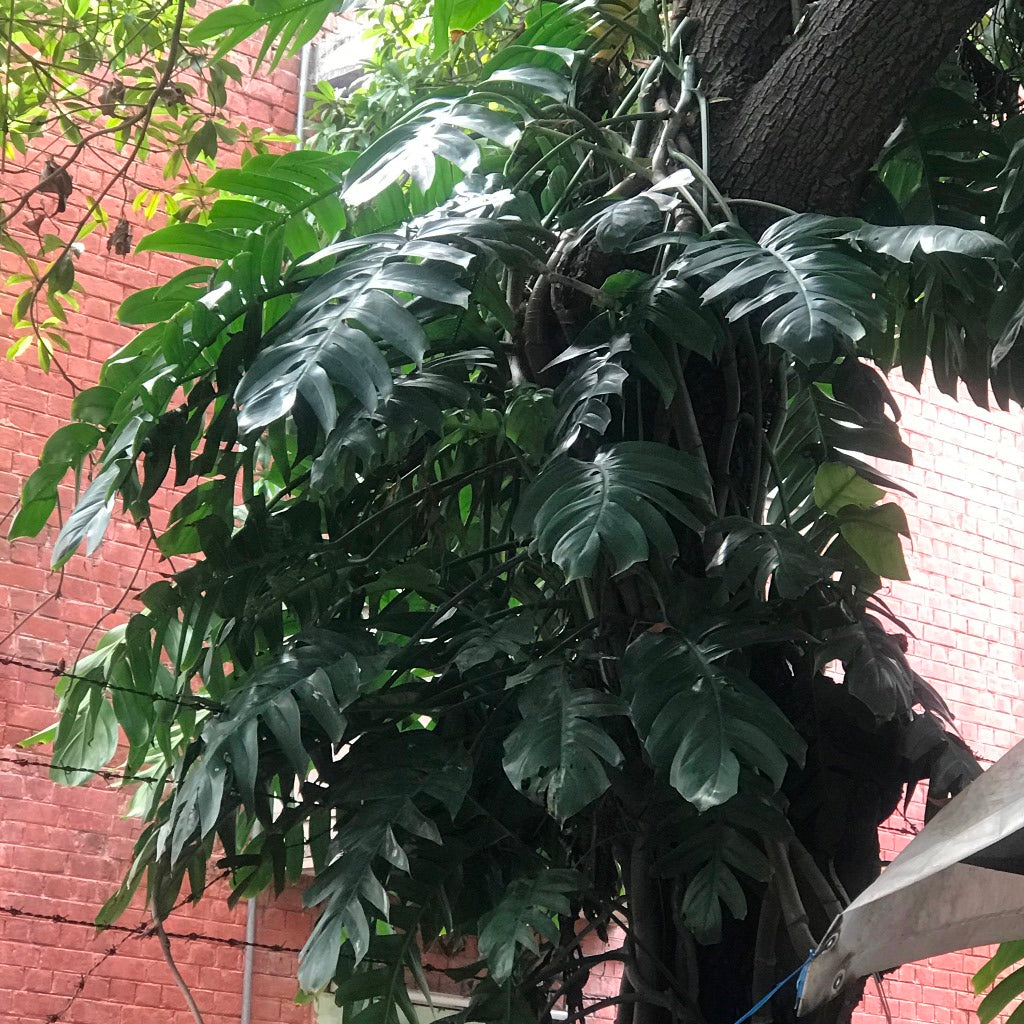  Epipremnum Pinnatum Plant