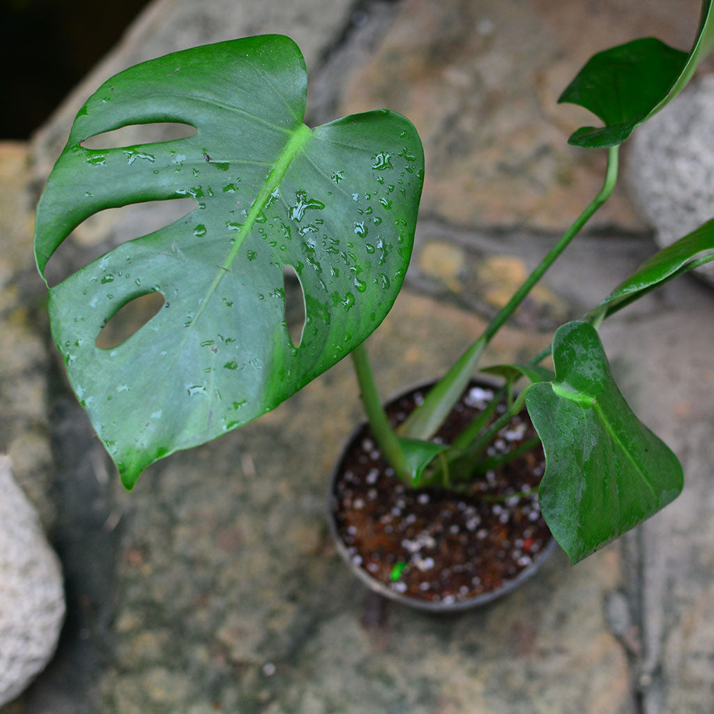  Monstera Deliciosa Plant