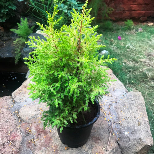  Dwarf Lemon Cypress Goldcrest Plant
