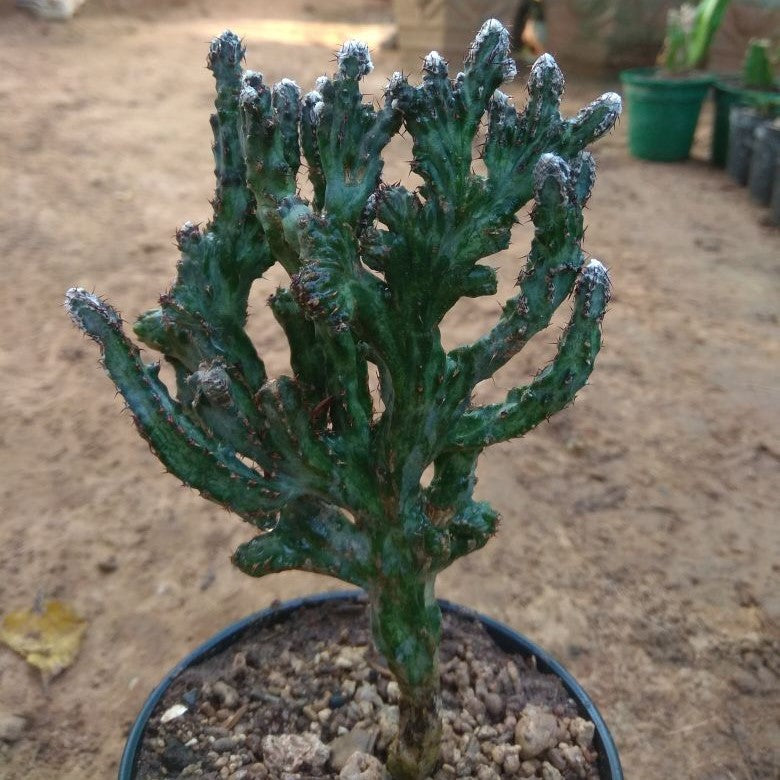  Monvillea Spegazzini Cristata Cactus Plant