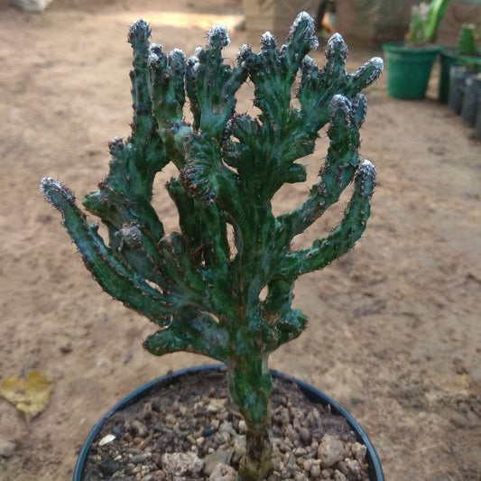  Monvillea Spegazzini Cristata Cactus Plant