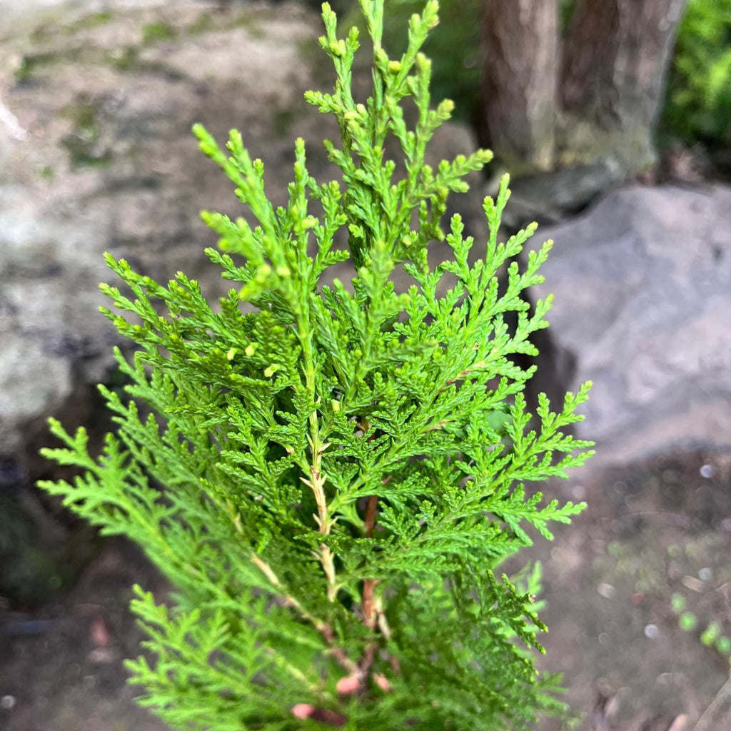  Morepankhi Plant (Oriental Thuja) – Evergreen Ornamental, Vastu Plant & Natural Air Purifier