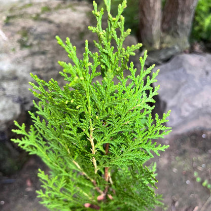  Morepankhi Plant (Oriental Thuja) – Evergreen Ornamental, Vastu Plant & Natural Air Purifier