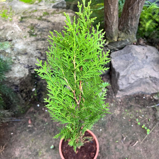  Morepankhi Plant (Oriental Thuja) – Evergreen Ornamental, Vastu Plant & Natural Air Purifier