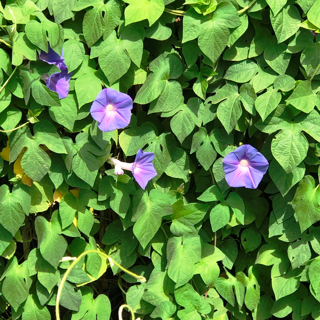 Ipomoea Purpurea Morning Glory Plant