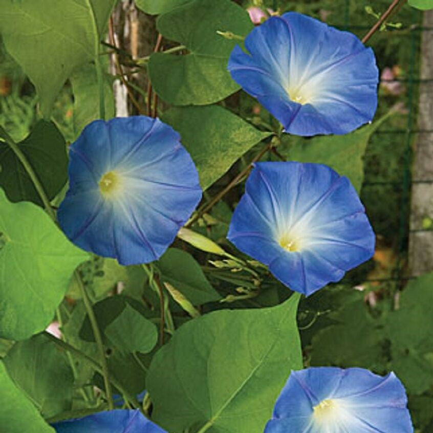  Ipomoea Purpurea Morning Glory Plant