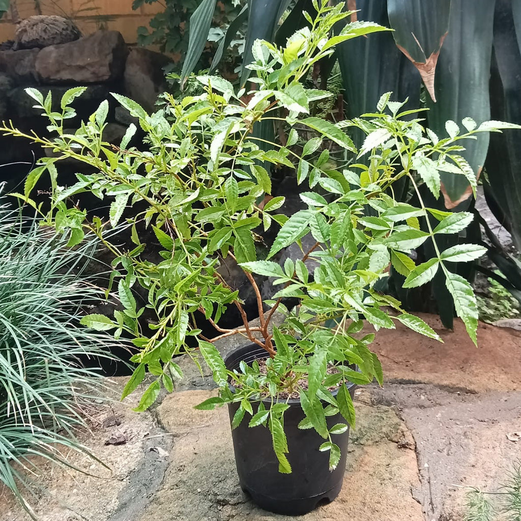  Campsis Grandiflora Morning Calm Plant