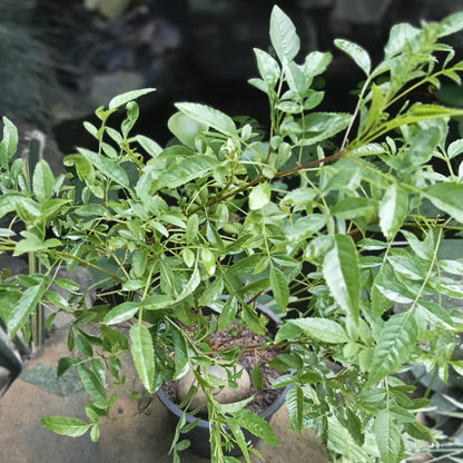  Campsis Grandiflora Morning Calm Plant