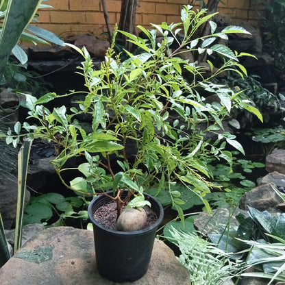  Campsis Grandiflora Morning Calm Plant