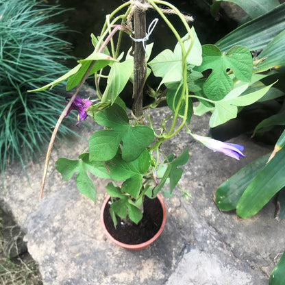  Ipomoea Purpurea Morning Glory Plant