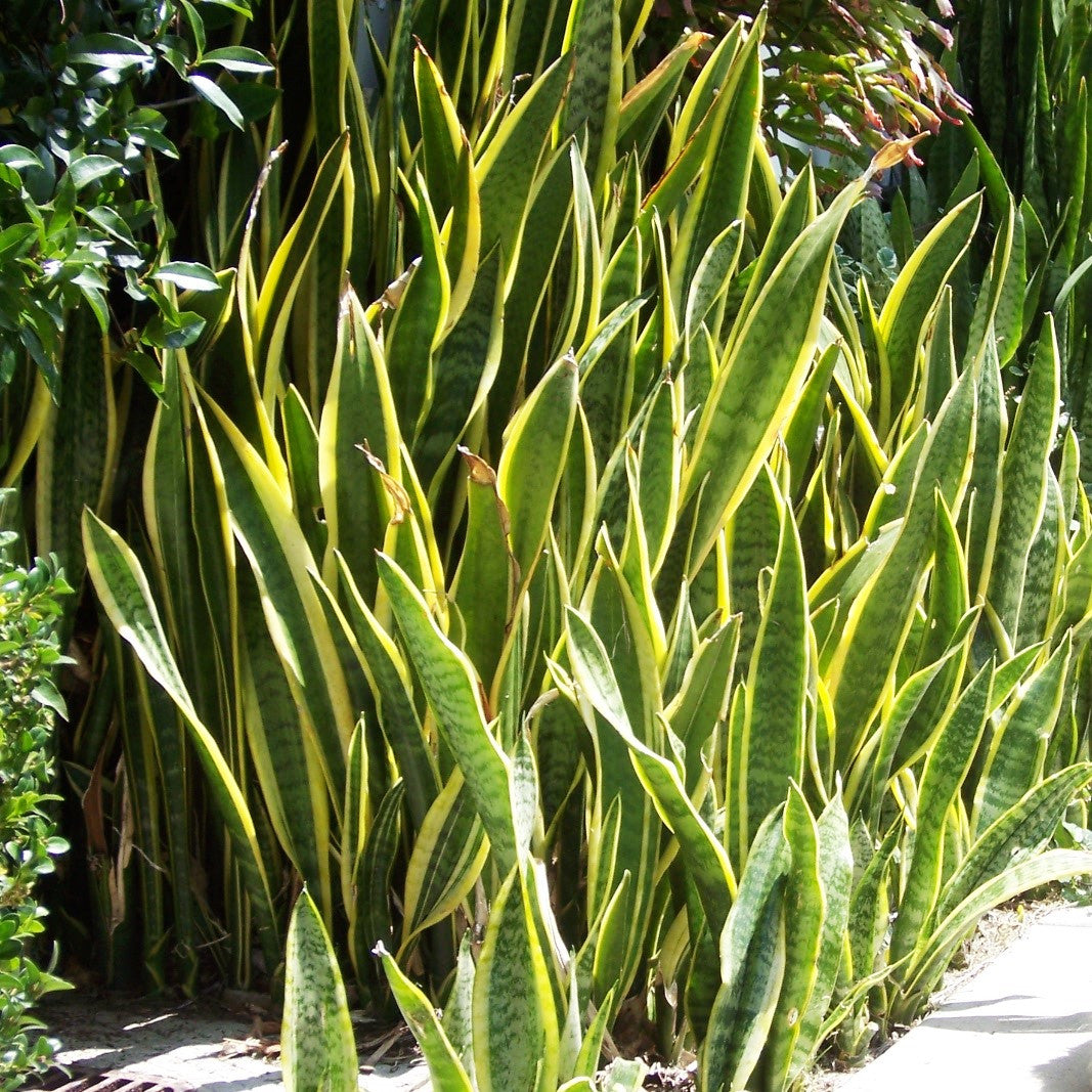  Sansevieria Trifasciata Laurentii Snake Plant