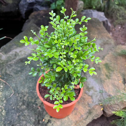  Murraya Paniculata Min-a-min Plant