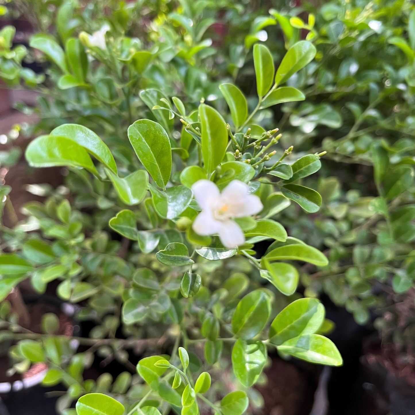  Murraya Paniculata Min-a-min Plant
