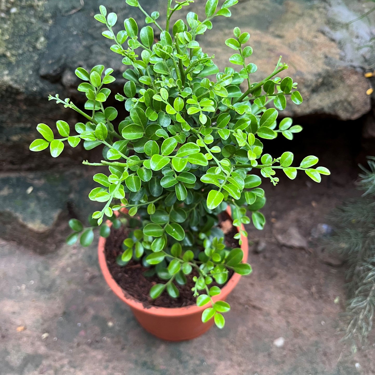  Murraya Paniculata Min-a-min Plant