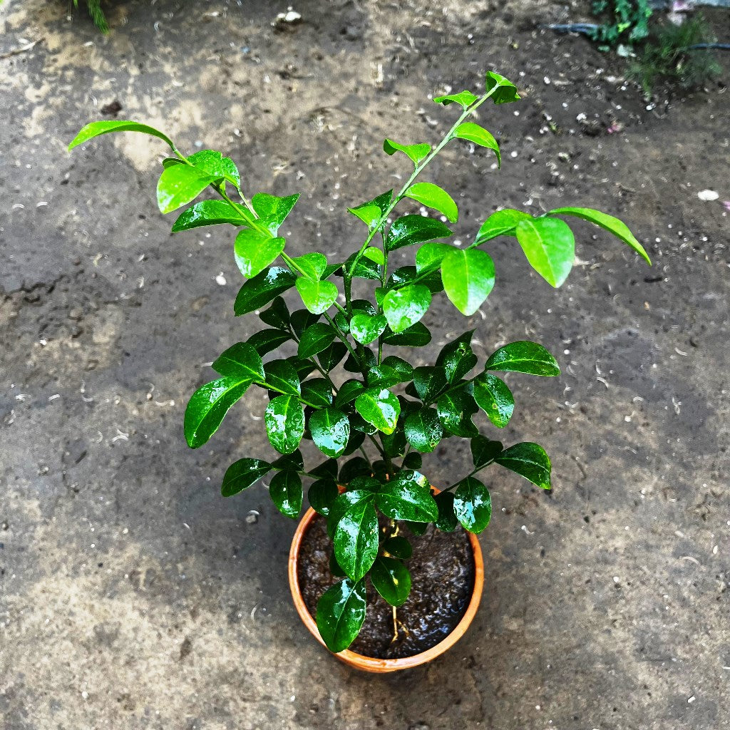  Kamini Murraya Paniculata Plant