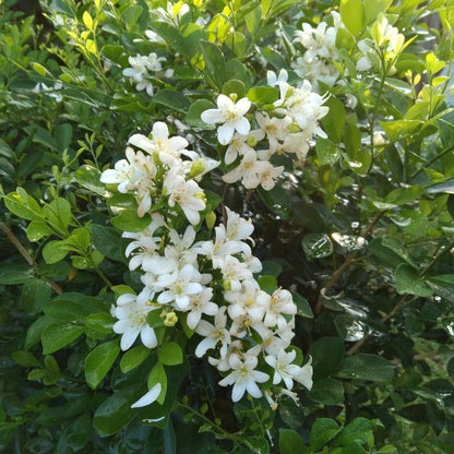  Kamini Murraya Paniculata Plant
