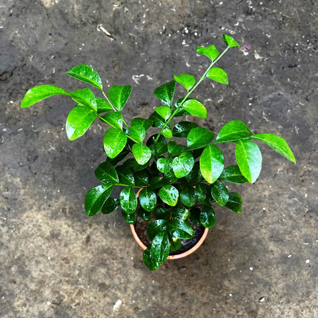  Kamini Murraya Paniculata Plant