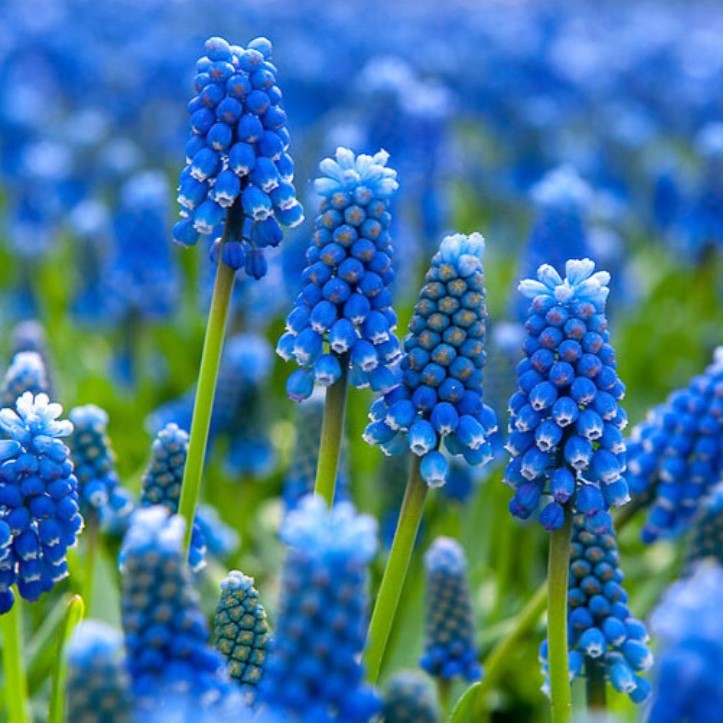  Muscari Aremeniacum (Grape Hyacinth) (Bulbs)