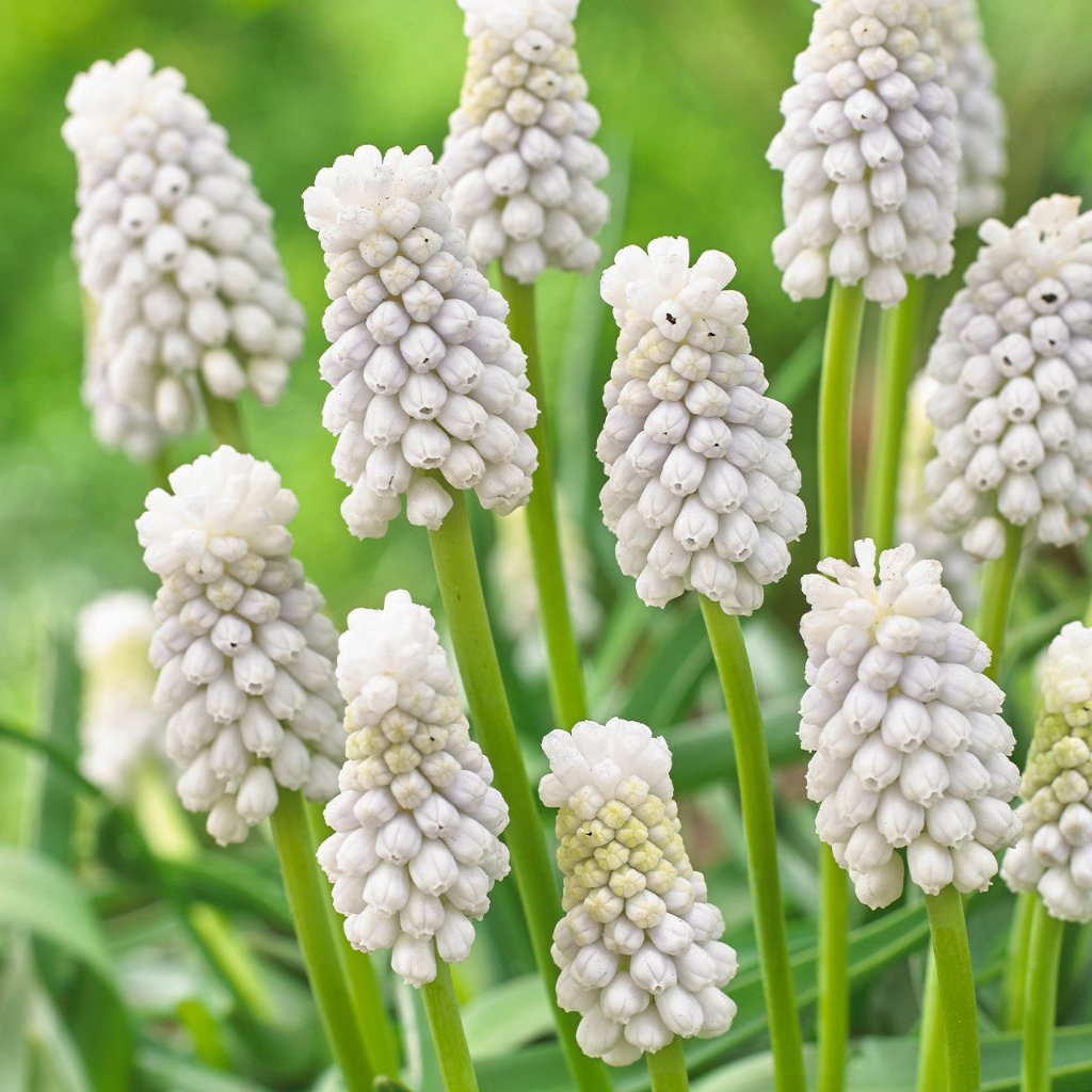  Muscari Siberian Tiger-Grape Hyacinth (Bulbs)