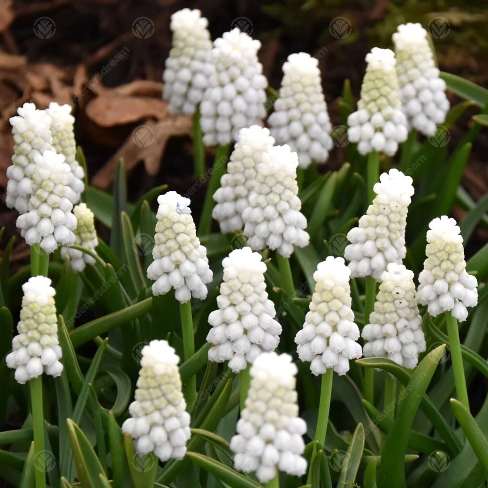  Muscari Siberian Tiger-Grape Hyacinth (Bulbs)